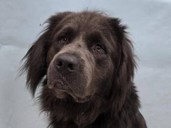 Zues -  Newfoundland Dog Dog for Adoption in Minneapolis, Minnesota - Zues | PetCurious