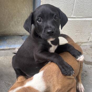 Pugsley -  Mixed Breed Dog for Adoption in Waynesburg, Pennsylvania - Pugsley | PetCurious