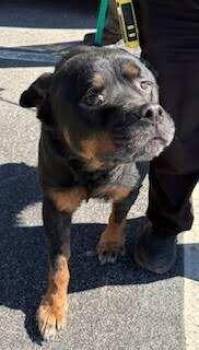 Rottweiler Dogs Available for Adoption - Pele | PetCurious