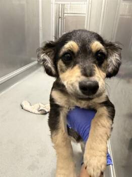 Dachshund and Mixed Breed Dogs Available for Adoption - POPPY - ADOPTION PENDING | PetCurious