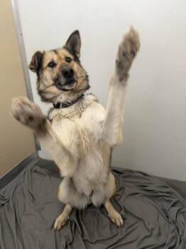 Shepherd and Husky Dogs Available for Adoption in Yellowknife, Northwest Territories - Mary Kate | PetCurious