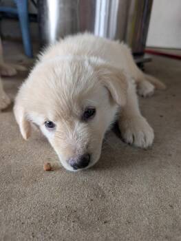 Jara -  German Shepherd Dog and Great Pyrenees Dog for Adoption in Rome, Georgia - Jara | PetCurious