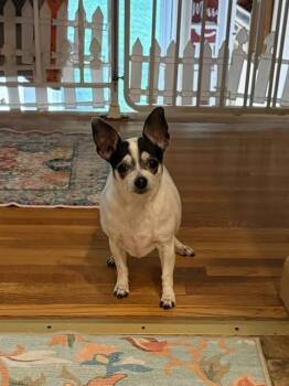 Gracie -  Chihuahua Dog for Adoption in Huntington, New York - Gracie | PetCurious