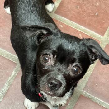 Chihuahua Dogs Available for Adoption in Greensboro, North Carolina - Georgie | PetCurious