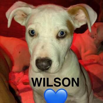 Labrador Retriever and Australian Shepherd Dogs Available for Adoption - Wilson | PetCurious