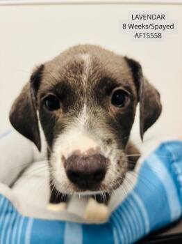 Lavendar -  Pit Bull Terrier and Labrador Retriever Dog for Adoption - Lavendar | PetCurious