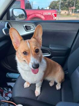Bonnie Belle -  Pembroke Welsh Corgi Dog for Adoption in Dalworthington Gardens, Texas - Bonnie Belle | PetCurious