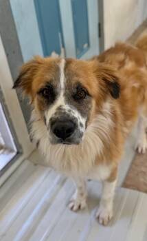 Torne -  Australian Cattle Dog Blue Heeler Dog for Adoption in Fort Lupton, Colorado - Torne | PetCurious