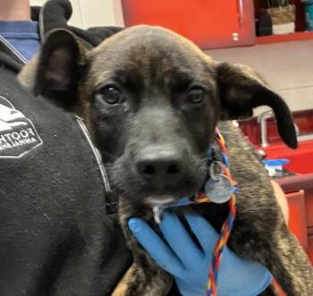 Clem -  Labrador Retriever Dog for Adoption in Golden, Colorado - Clem | PetCurious