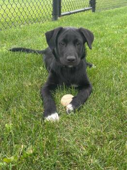 Tate -  Labrador Retriever and Great Pyrenees Dog for Adoption in Orland Park, Illinois - Tate | PetCurious