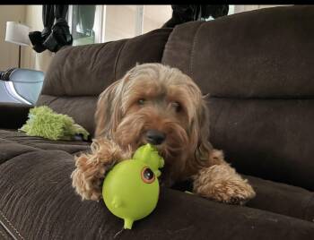 STELLA -  Yorkshire Terrier Dog for Adoption in Graham, Washington - STELLA | PetCurious