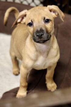 Rescue Chihuahua and Terrier Dogs for Adoption in Tucson, Arizona - Tacoma | PetCurious