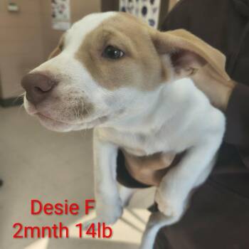 Mixed Breed Dogs Available for Adoption in Fairfax Station, Virginia - Desie | PetCurious