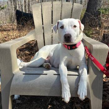 Mixed Breed Dogs Available for Adoption - Fannie Mae | PetCurious