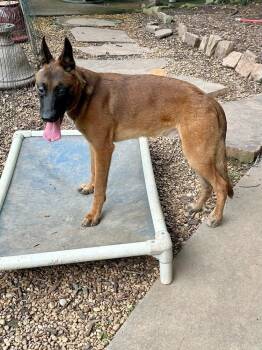 Rescue Belgian Shepherd Malinois Dogs for Adoption in Alpharetta, Georgia - CHASE | PetCurious