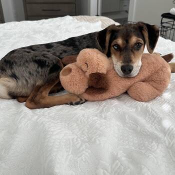 Hollygrove -  Australian Shepherd and Brittany Spaniel Dog for Adoption in Baton Rouge, Louisiana - Hollygrove | PetCurious