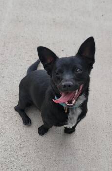 Stanley -  Chihuahua Dog Available for Adoption in Pueblo, Colorado - Stanley | PetCurious
