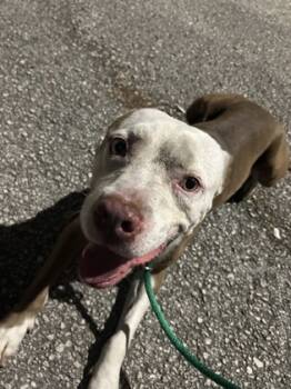 Rescue Terrier and Mixed Breed Dogs for Adoption in Largo, Florida - Heath | PetCurious