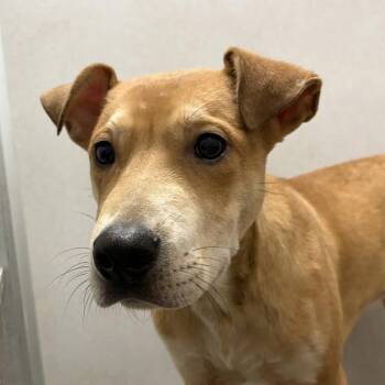 Lewis -  Shepherd Dog for Adoption in Des Moines, Iowa - Lewis | PetCurious
