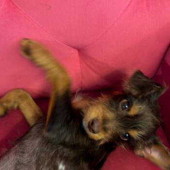 Barkely -  Terrier and Mixed Breed Dog for Adoption in Falls Church, Virginia - Barkely | PetCurious