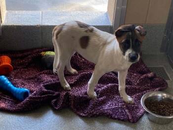 BEANS -  Labrador Retriever and Boxer Dog for Adoption in Tustin, California - BEANS | PetCurious
