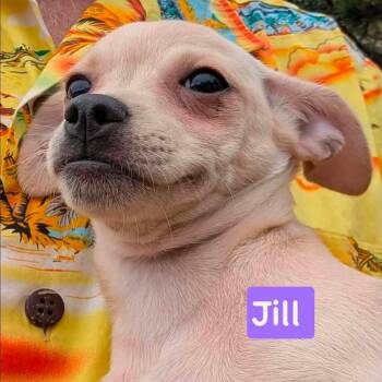Jill -  Chihuahua Dog for Adoption in Traverse City, Michigan - Jill | PetCurious