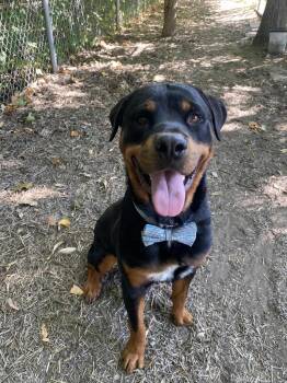 Rescue Rottweiler and Mixed Breed Dogs for Adoption - Monty | PetCurious
