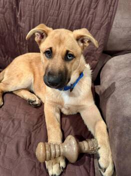 Rescue Shepherd Dogs for Adoption in Grand Forks, North Dakota - Violet | PetCurious
