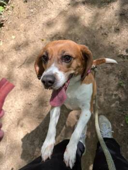 Whippet and Beagle Dogs Available for Adoption in Kalamazoo, Michigan - Tiana | PetCurious