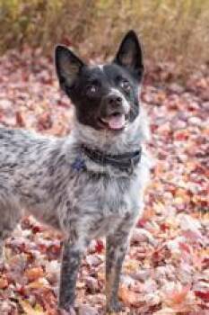 Rescue Mixed Breed Dogs for Adoption in Manitowoc, Wisconsin - Flora | PetCurious
