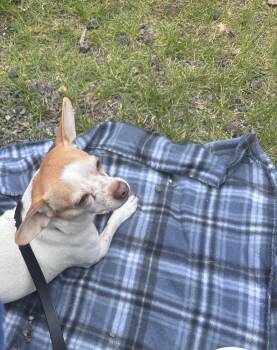 Mixed Breed Dogs Available for Adoption in Chelmsford, Massachusetts - Winnie Lou | PetCurious