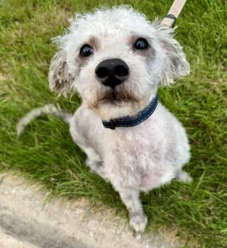 Fonzie -  Poodle and Miniature Schnauzer Dog for Adoption in Riverdale, Iowa - Fonzie | PetCurious