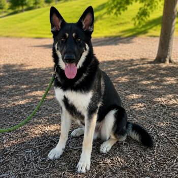 German Shepherd Dog Dogs Available for Adoption in Lucas, Texas - WAYLON GS | PetCurious