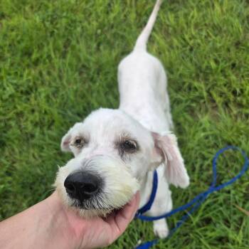 Professor Quigley -  Schnauzer and Mixed Breed Dog for Adoption in Houston, Texas - Professor Quigley | PetCurious