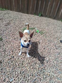 Chihuahua Dogs Available for Adoption in Canon City, Colorado - Savage | PetCurious