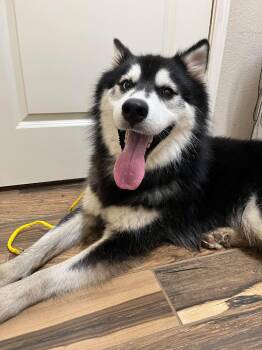 Koda - Absolute Showstopper with a Beautiful Soul -  Siberian Husky and Alaskan Malamute Dog for Adoption in Sugar Land, Texas - Koda - Absolute Showstopper With A Beautiful Soul | PetCurious