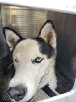 Husky Dogs Available for Adoption - JHON | PetCurious