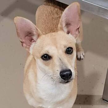 Chihuahua and Mixed Breed Dogs Available for Adoption in Buchanan Dam, Texas - Bagel | PetCurious