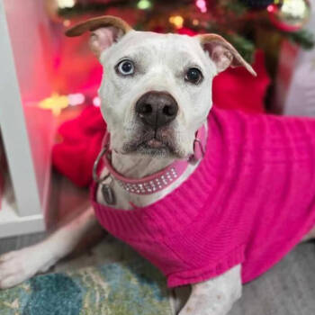 Rescue Pit Bull Terrier Dogs for Adoption in Tampa, Florida - Skyler | PetCurious