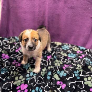 Rescue Mixed Breed Dogs for Adoption in Dallas, Texas - Poncho | PetCurious