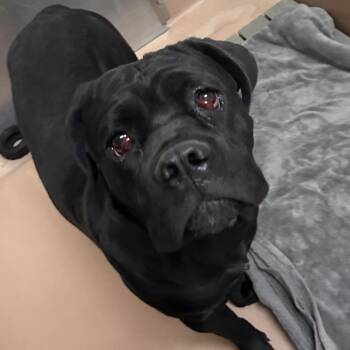 Bluey -  Cane Corso Dog for Adoption in Reno, Nevada - Bluey | PetCurious