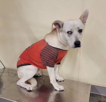 Rescue German Shepherd Dog and Labrador Retriever Dogs for Adoption in Tustin, California - CARPENTER | PetCurious