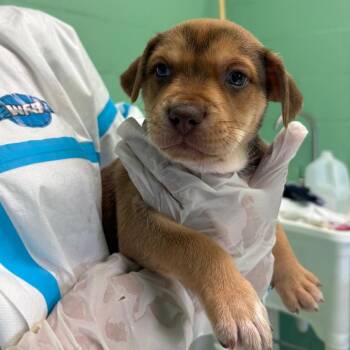 Granite 3116 -  Mixed Breed Dog for Adoption in Loxahatchee Groves, Florida - Granite 3116 | PetCurious
