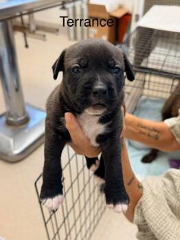 Terrance -  Labrador Retriever Dog for Adoption in Madison, Georgia - Terrance | PetCurious