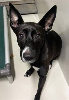 FOXY -  Labrador Retriever and Belgian Shepherd Malinois Dog for Adoption - FOXY | PetCurious