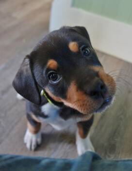 Rescue Beagle Dogs for Adoption in Newport, Kentucky - Faith | PetCurious