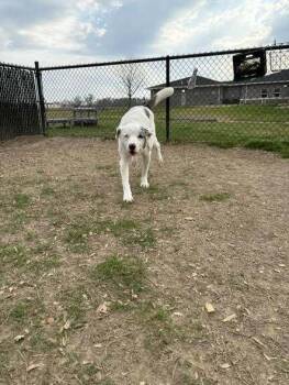 Helen -  Australian Shepherd and Australian Cattle Dog Blue Heeler Dog Available for Adoption in Evansville, Indiana - Helen | PetCurious