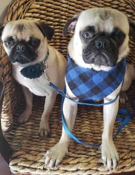 Rescue Pug Dogs for Adoption in Piedmont, California - Benny And Joon | PetCurious