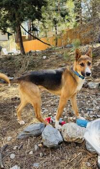 Rescue German Shepherd Dog and Carolina Dog Dogs for Adoption in Los Angeles, California - XANDER | PetCurious