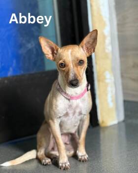 Rescue Chihuahua Dogs for Adoption in Fredericksburg, Virginia - Abbey | PetCurious